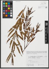 Foto von Salix purpurea L. x Salix viminalis L.